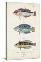 Antique Fish Trio II-Vision Studio-Stretched Canvas