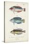 Antique Fish Trio II-Vision Studio-Stretched Canvas