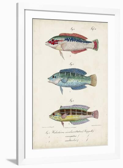 Antique Fish Trio II-Vision Studio-Framed Art Print