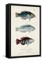 Antique Fish Trio III-Vision Studio-Framed Stretched Canvas