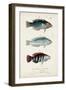 Antique Fish Trio III-Vision Studio-Framed Art Print