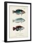 Antique Fish Trio III-Vision Studio-Framed Art Print