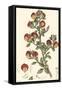 Antique Floral Plate I-Vision Studio-Framed Stretched Canvas