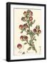 Antique Floral Plate I-Vision Studio-Framed Art Print