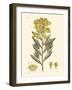 Antique Floral Plate V-Vision Studio-Framed Art Print