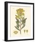 Antique Floral Plate V-Vision Studio-Framed Art Print