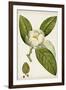 Antique Flowering Trees II-null-Framed Premium Giclee Print