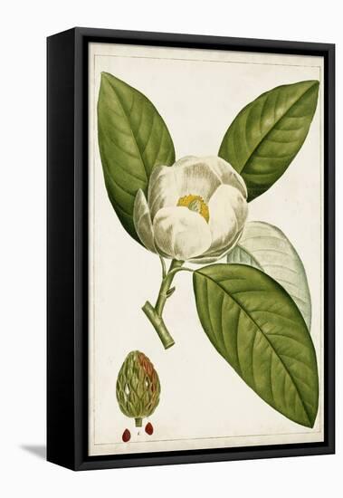 Antique Flowering Trees II-null-Framed Stretched Canvas