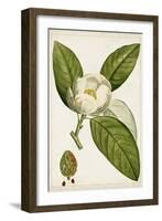 Antique Flowering Trees II-null-Framed Art Print