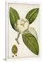 Gramercy White