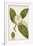 Gramercy White