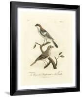 Antique French Birds II-Francois Langlois-Framed Art Print