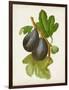 Antique Fruit VI-Vision Studio-Framed Art Print