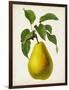 Antique Fruit VII-Vision Studio-Framed Art Print