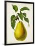 Antique Fruit VII-Vision Studio-Framed Art Print