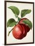 Antique Fruit X-Vision Studio-Framed Art Print