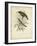 Antique Gould Hummingbird II-John Gould-Framed Art Print