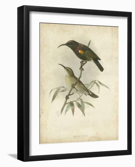 Antique Gould Hummingbird II-John Gould-Framed Art Print