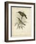 Antique Gould Hummingbird II-John Gould-Framed Art Print