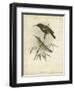 Antique Gould Hummingbird II-John Gould-Framed Art Print