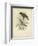 Antique Gould Hummingbird II-John Gould-Framed Art Print