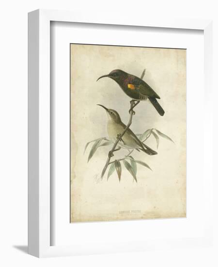 Antique Gould Hummingbird II-John Gould-Framed Art Print