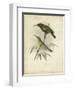 Antique Gould Hummingbird II-John Gould-Framed Art Print