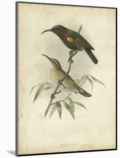 Antique Gould Hummingbird II-John Gould-Mounted Art Print