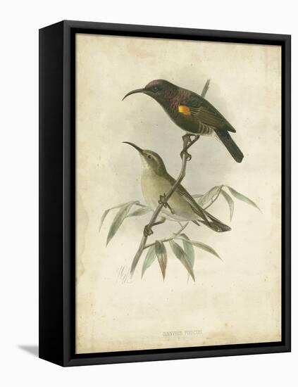 Antique Gould Hummingbird II-John Gould-Framed Stretched Canvas