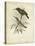 Antique Gould Hummingbird II-John Gould-Stretched Canvas