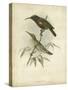 Antique Gould Hummingbird II-John Gould-Stretched Canvas