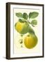 Antique Green Apple-Vision Studio-Framed Art Print