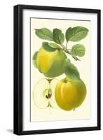 Antique Green Apple-Vision Studio-Framed Art Print