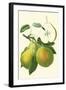 Antique Green Pear-Vision Studio-Framed Art Print