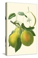 Antique Green Pear-Vision Studio-Stretched Canvas