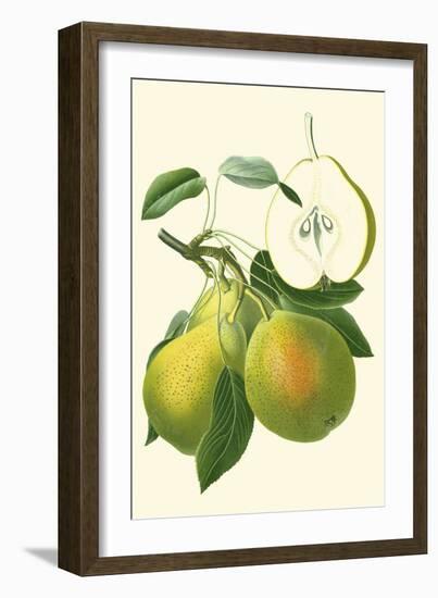 Antique Green Pear-Vision Studio-Framed Art Print