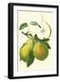 Antique Green Pear-Vision Studio-Framed Art Print