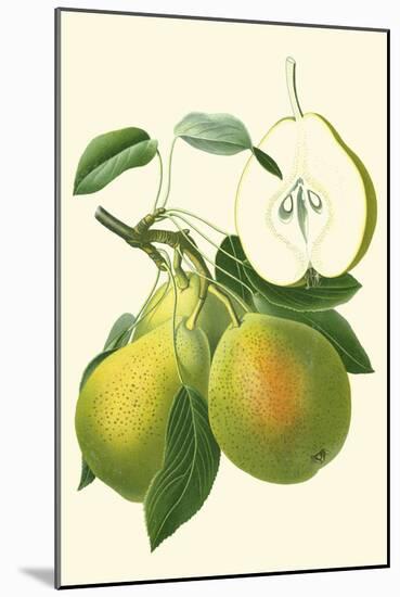 Antique Green Pear-Vision Studio-Mounted Art Print