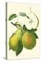 Antique Green Pear-Vision Studio-Stretched Canvas