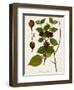 Antique Greenery I-Unknown-Framed Art Print