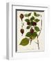 Antique Greenery I-Unknown-Framed Art Print