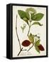 Antique Greenery II-Unknown-Framed Stretched Canvas