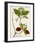 Antique Greenery II-Unknown-Framed Art Print