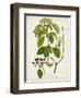 Antique Greenery IV-Unknown-Framed Art Print