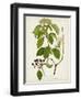 Antique Greenery IV-Unknown-Framed Art Print