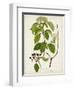 Antique Greenery IV-Unknown-Framed Art Print