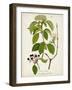 Antique Greenery IV-Unknown-Framed Art Print