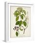 Antique Greenery IV-Unknown-Framed Art Print
