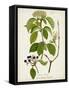 Antique Greenery IV-Unknown-Framed Stretched Canvas