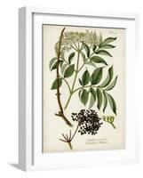 Antique Greenery V-Unknown-Framed Art Print